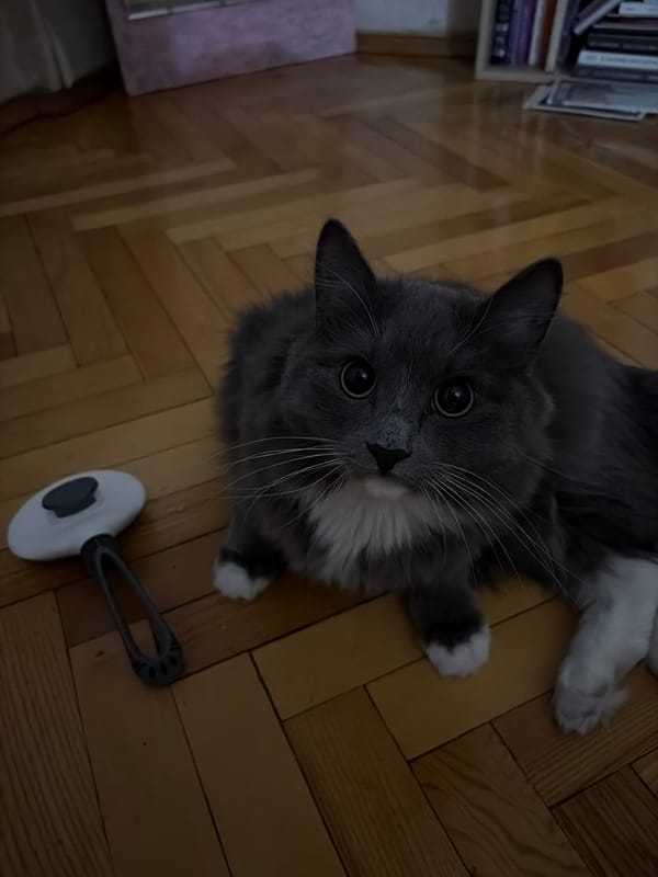 Grey cat gets groomed and petted on a Moscow floor