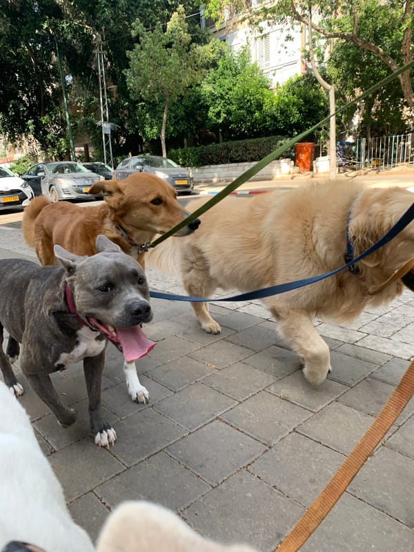Dogs walked on Tel Aviv streets during midday hours