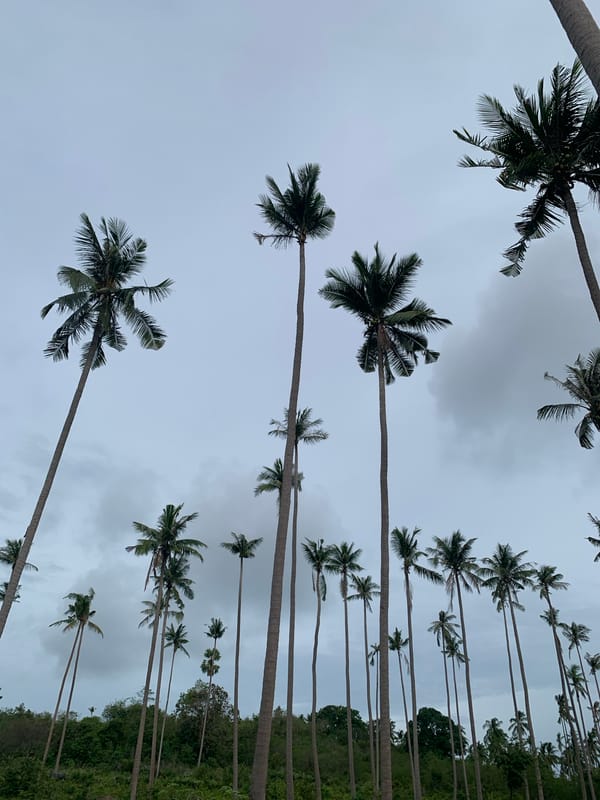 Water buffalo and palm trees under overcast skies, Ko Samui