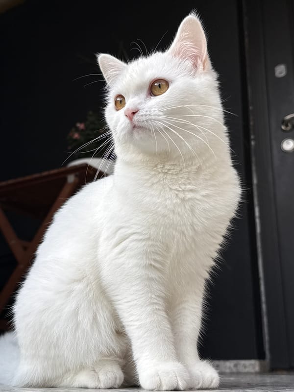 Fluffy white cat photographed outdoors from multiple low angles
