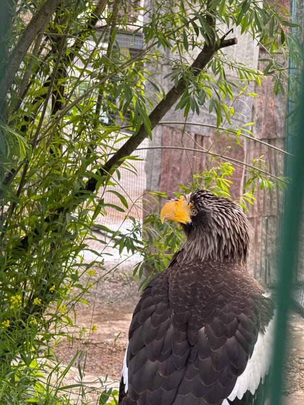Zoo visitors document wildlife viewing experience in Izhevsk, Russia