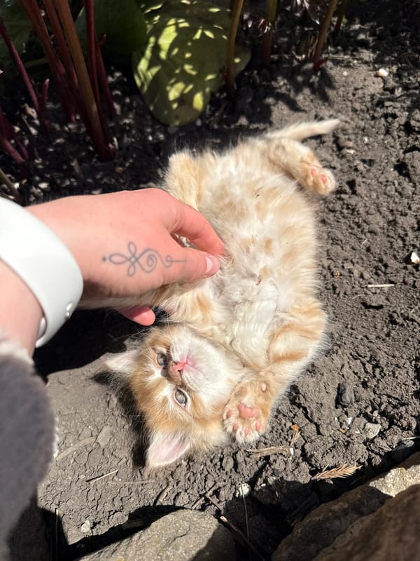 Kitten observed resting in garden soil in Makiivka