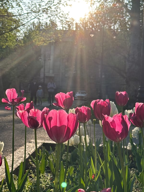 Spring tulips bloom along Bishkek park walkways