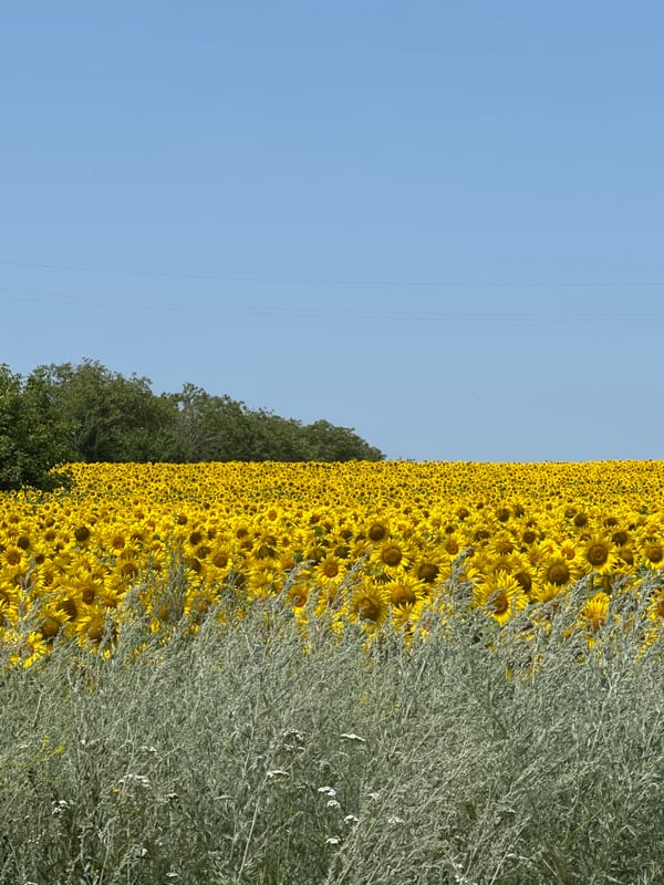 Vast sunflower fields in full bloom, rural Moldova