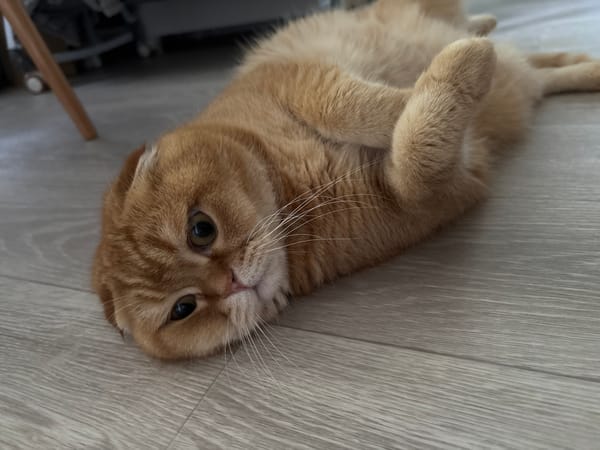 Scottish Fold cat at home, plus a few random household details