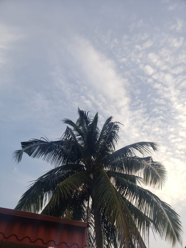 Close-up study of coconut palms in Sabon Tasha, Nigeria