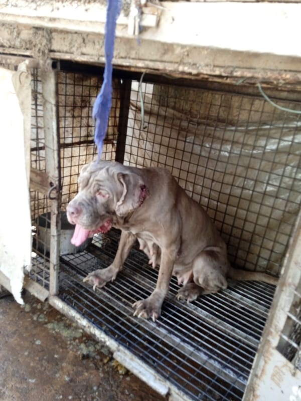 Animal facility with caged dogs, chickens documented in Jos