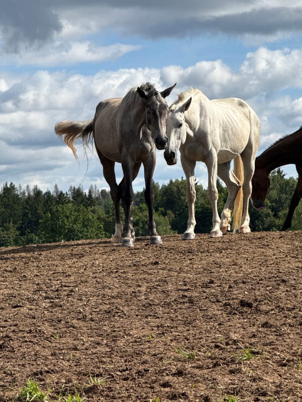 Horses roaming a muddy field in rural Lithuania