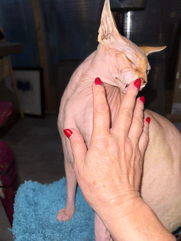 Evening moments with Sphynx cats captured in intimate indoor settings