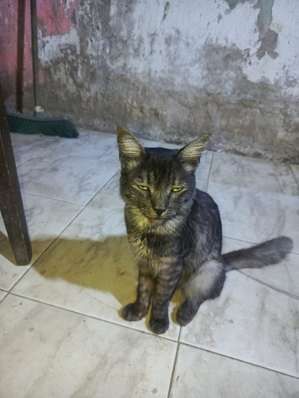 Domestic cats photographed resting indoors in Juan Griego, Venezuela