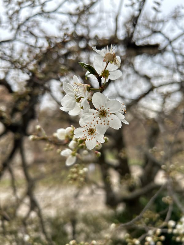 Spring blossoms photographed in Dragichevo, Bulgaria