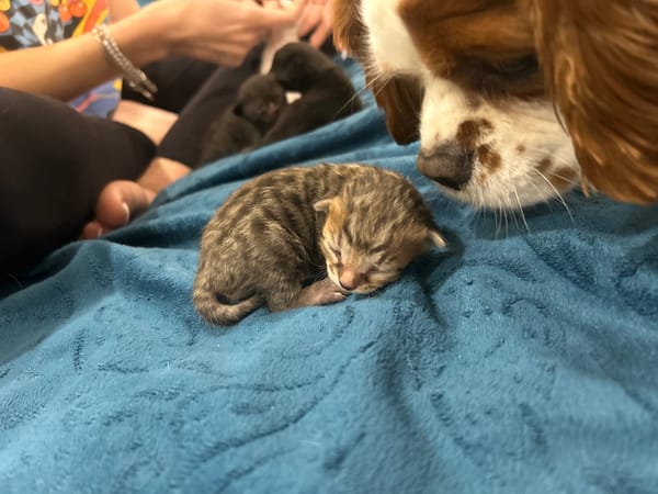 Kitten sleeps peacefully with Cavalier King Charles Spaniel in Bulgaria