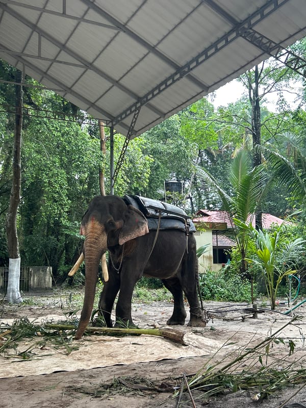 Saddled elephant spotted under shelter in Kattoor, India