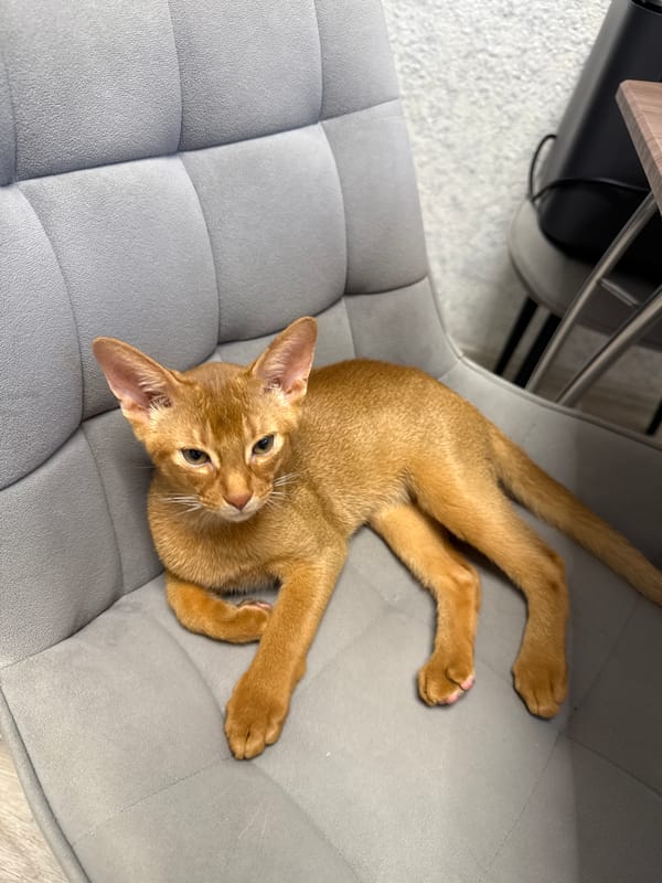 Ginger cat lounges and window-watches in a Stary Oskol apartment