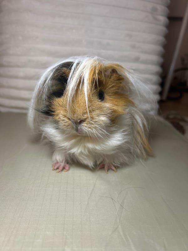 Guinea pig photographed lying upside down on couch