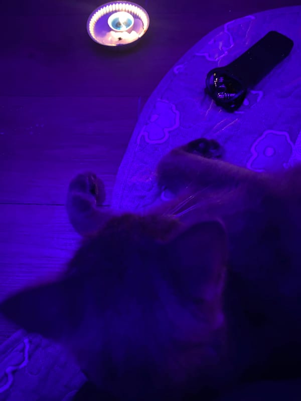 Cat and person captured in blue-lit indoor space