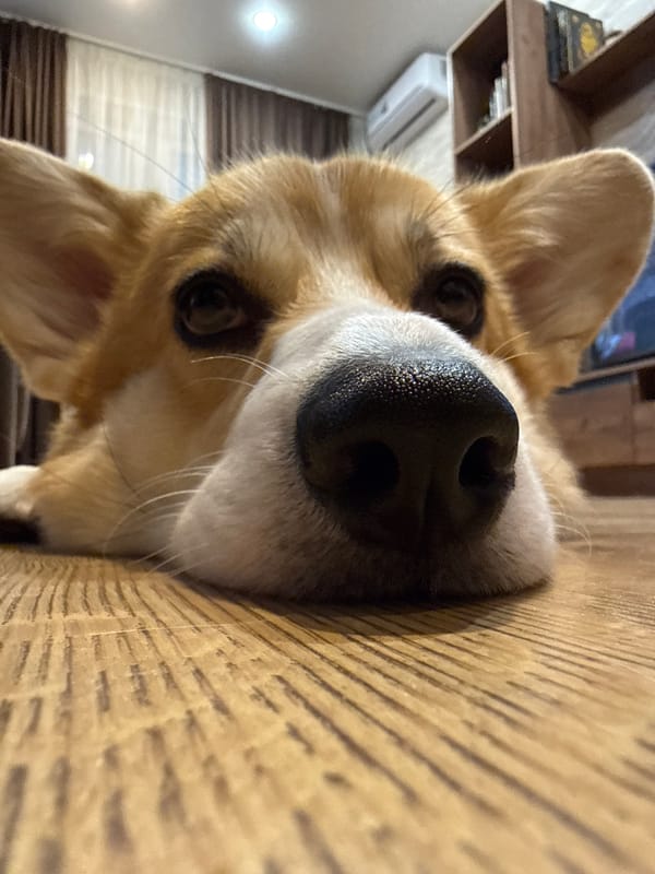 Corgi dog photographed at close range in Krasnoyarsk home