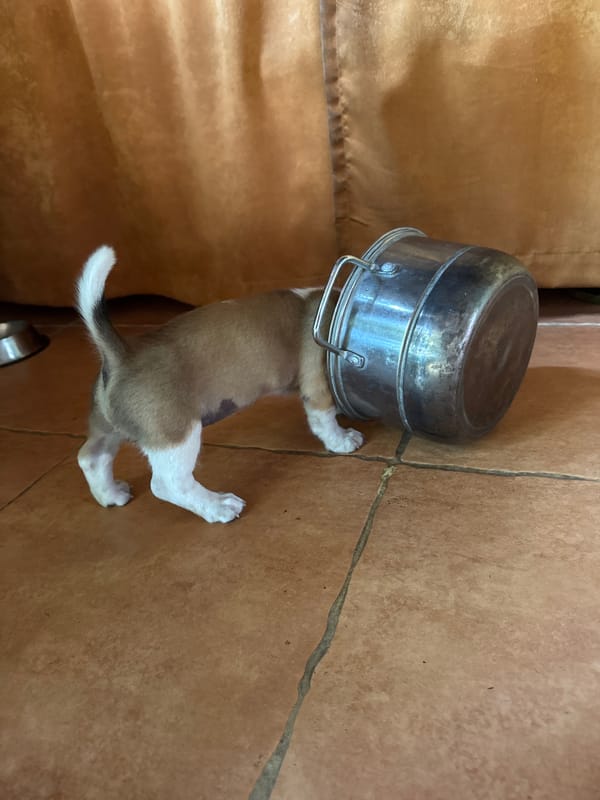 Puppy gets metal pot stuck on head in Indonesia