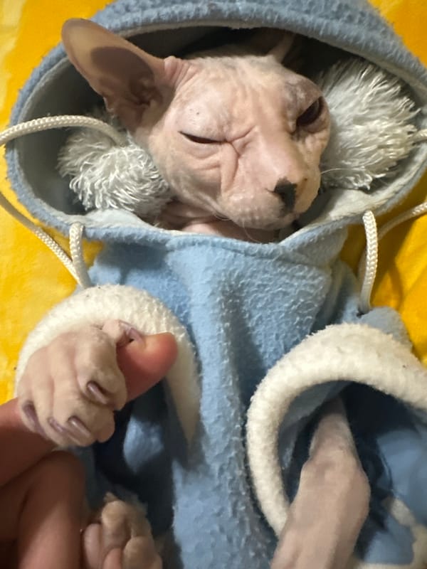 Sphynx cat in a cozy blue hoodie, napping in Togliatti