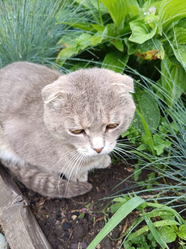 Dew-covered garden in bloom with cats and flowers