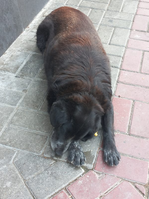 Dog rests on paver sidewalk in Sochi