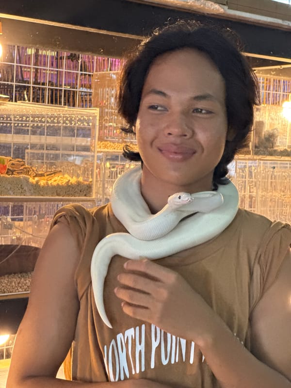 Exotic animals displayed publicly in Chalong, Thailand