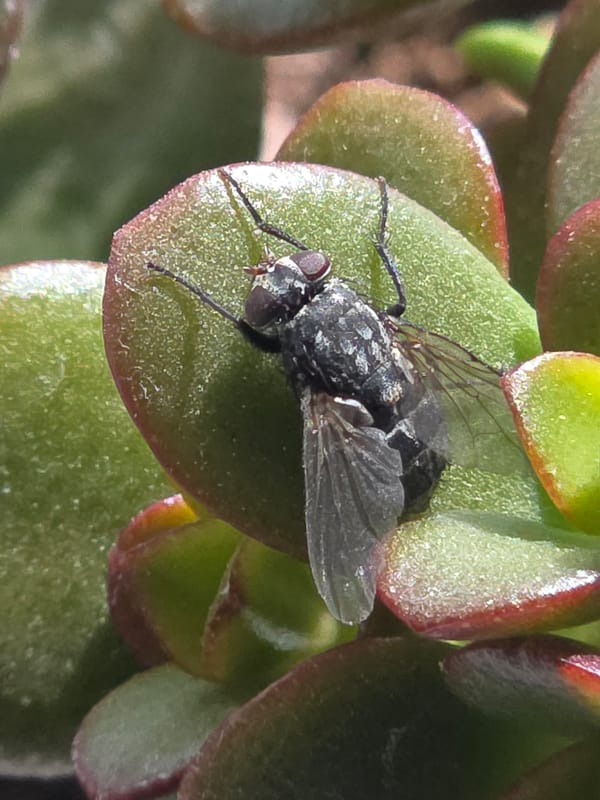 Witness documents flies on plants and sky views