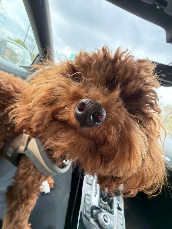 Curly-haired dog rests in car in Sofia, Bulgaria