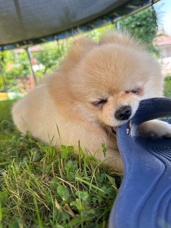 Pomeranian dog spotted in multiple locations around German town