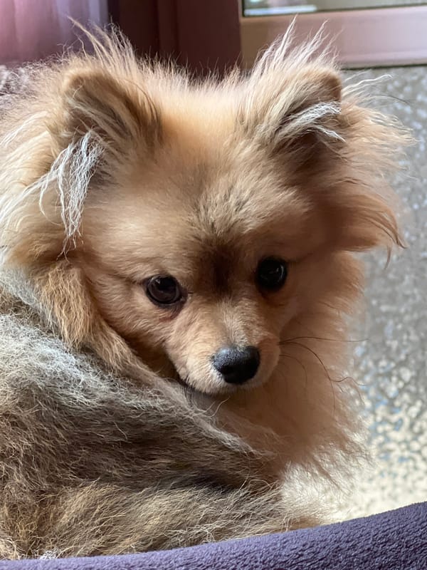 Small dog portrait captured in Plovdiv, Bulgaria