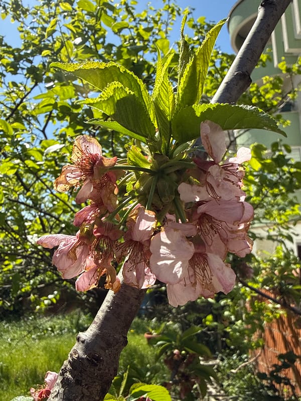Spring morning documented across Bar, Montenegro neighborhoods
