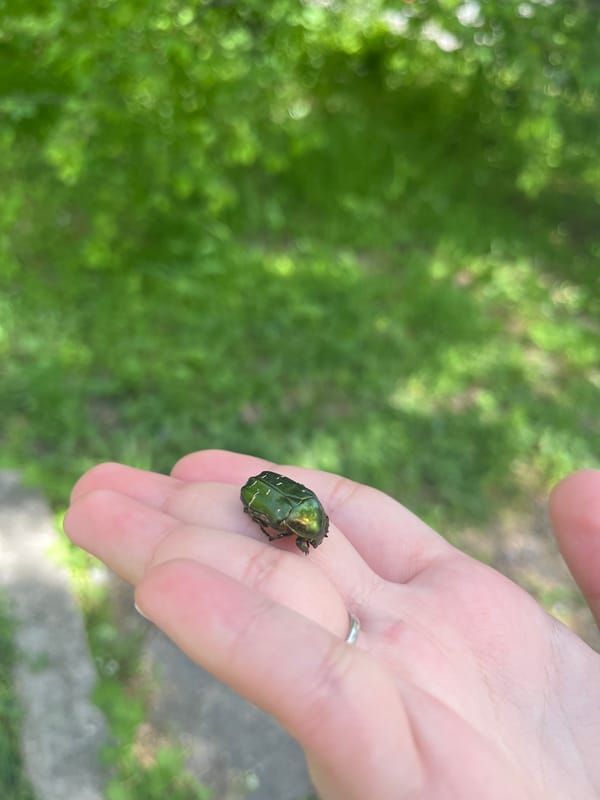 Person holds green beetle in palm in Pleven