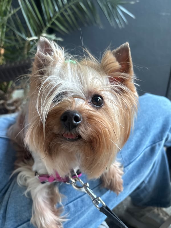 Yorkshire Terrier with green bow photographed in Bulgaria
