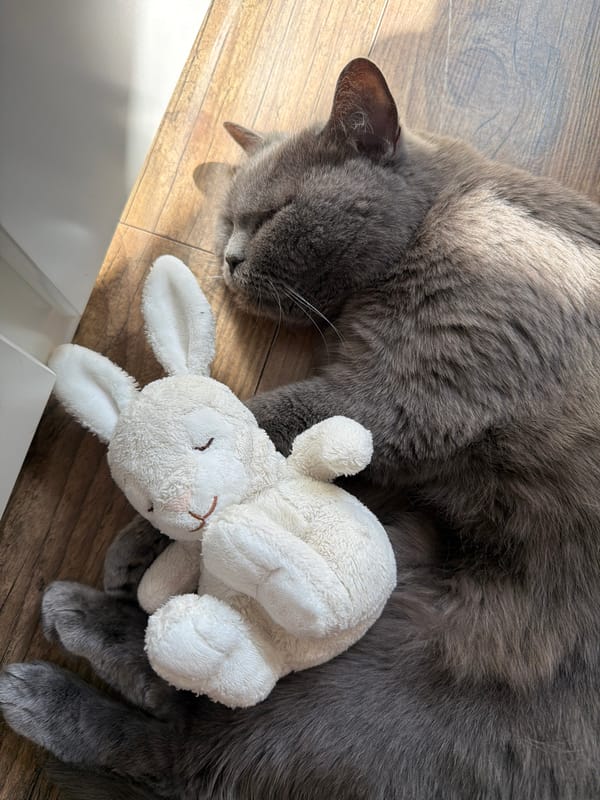 Gray cat sleeps peacefully on wooden floor in Riga