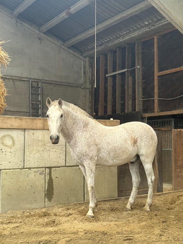 Horses observed at Belgian equestrian facility during morning activity