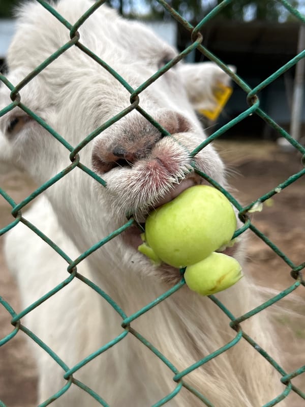 Farm animals up close at a small zoo in Chaikovsky