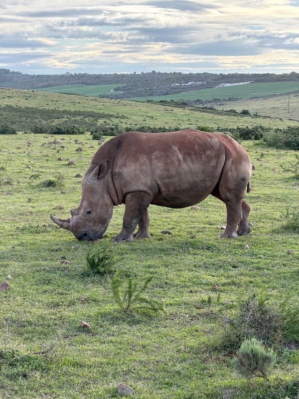 Rhinoceros spotted in grassy field near George, South Africa