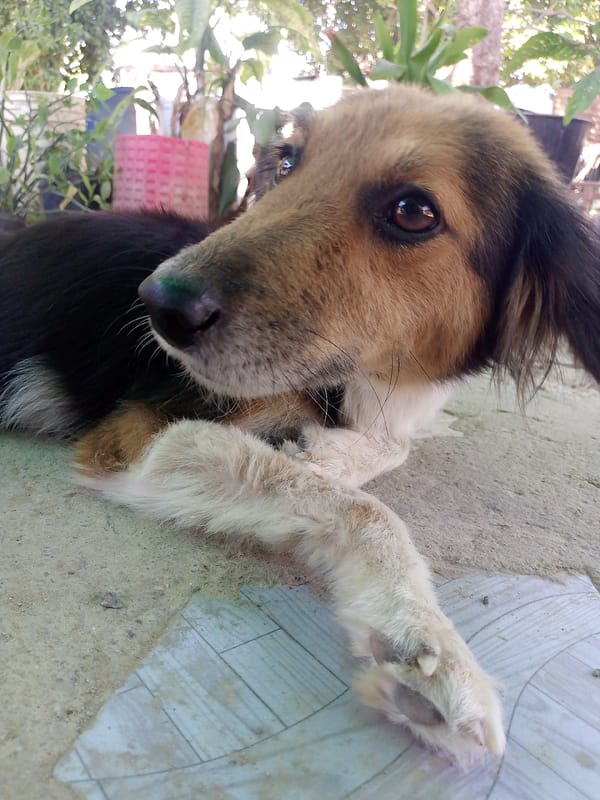 Backyard animals documented in Venezuelan coastal town