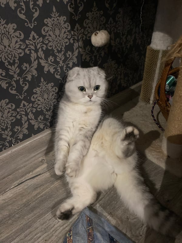 Scottish Fold cat lounging on hardwood floor