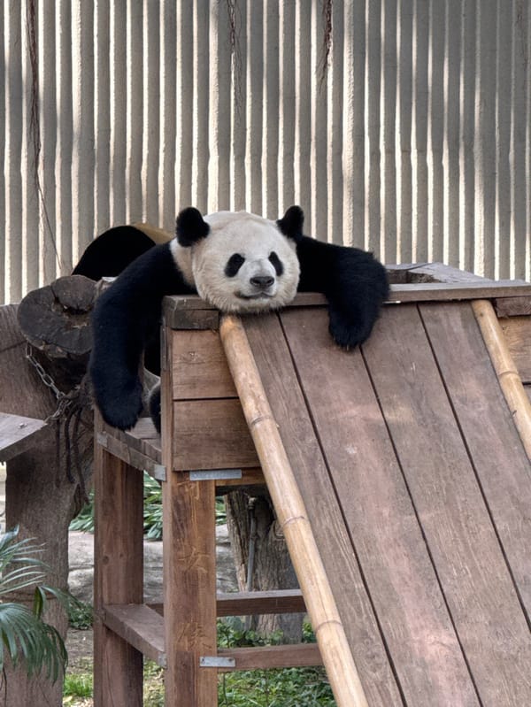 Zoo visitor captures pandas and crowds during Lunar New Year celebration