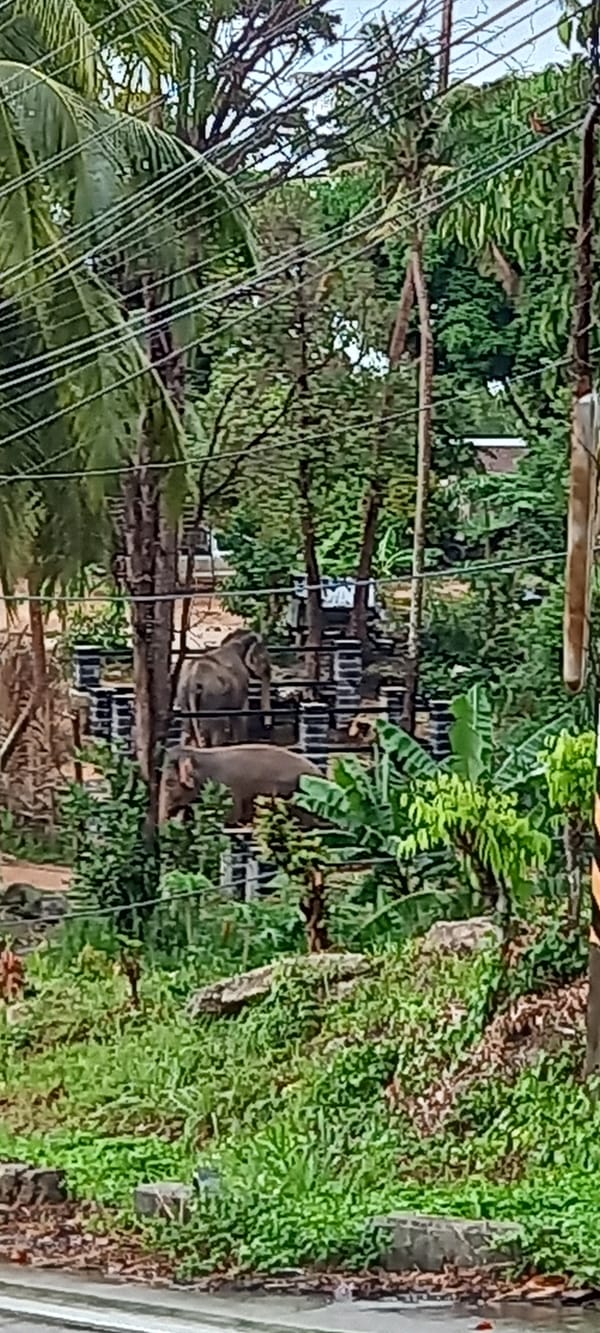 Two monkeys spotted near fence and power lines in Thailand