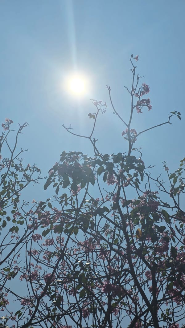 Pink flowers fall from tree in Nha Trang