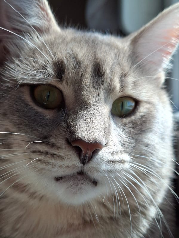 Gray tabby cat photographed on window sill in Novi Sad