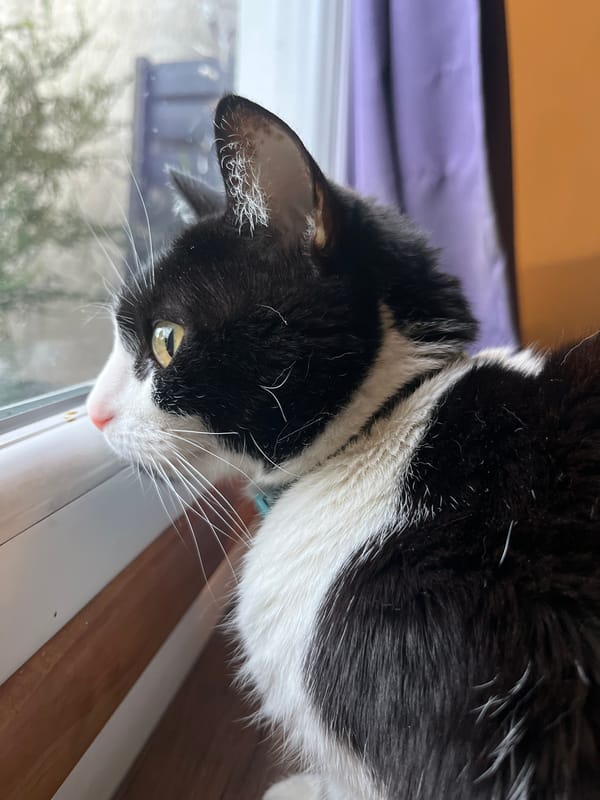 Evening scenes from Ushuaia: cat at window, mountain skyline