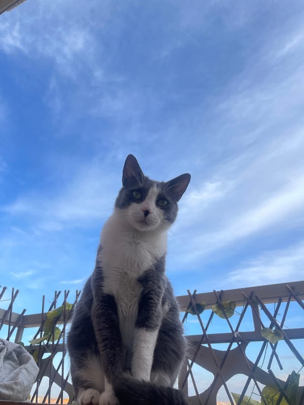 Cat and construction scenes captured in Marrakesh development area