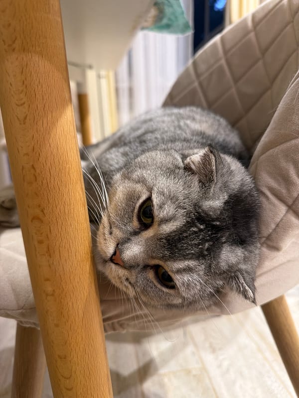 Lazy afternoon with sleeping cat and home life in Semiluki