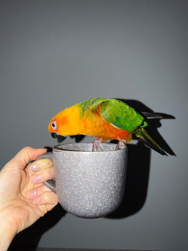Woman and Sun Conure parrot share casual indoor moments