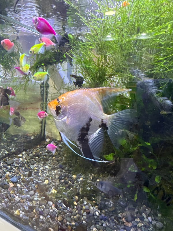 Batumi morning: fish tanks, pets, and home life