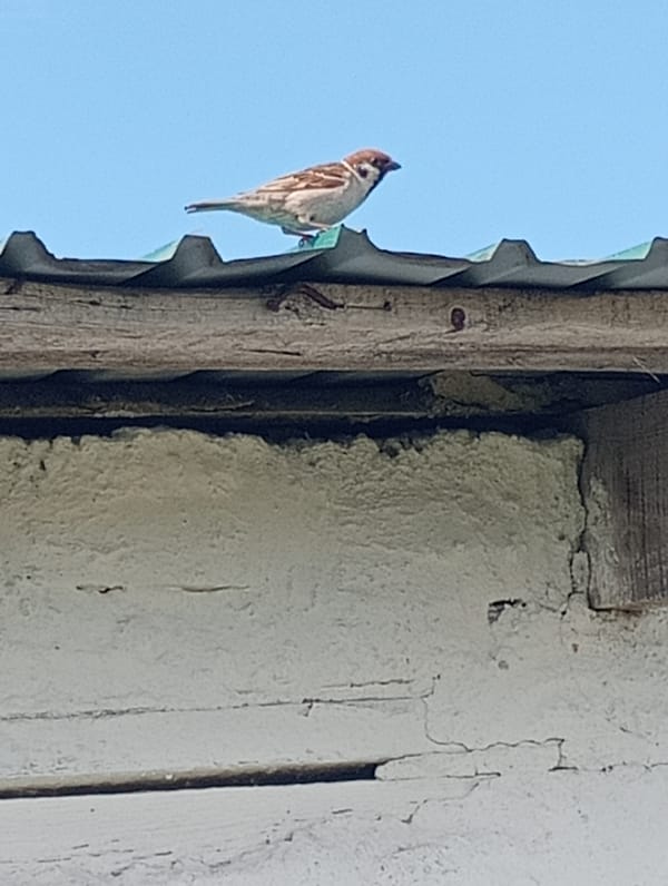 Rural morning observations capture wildlife, industry, vegetation over 25 minutes