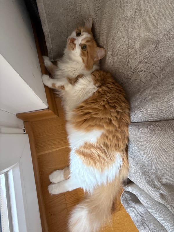 Fluffy orange cat owns the camera in a series of close-ups